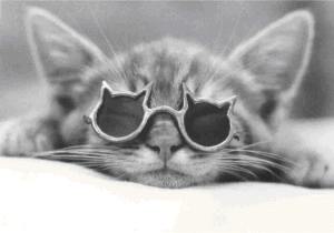 katmetkattenbril.jpg